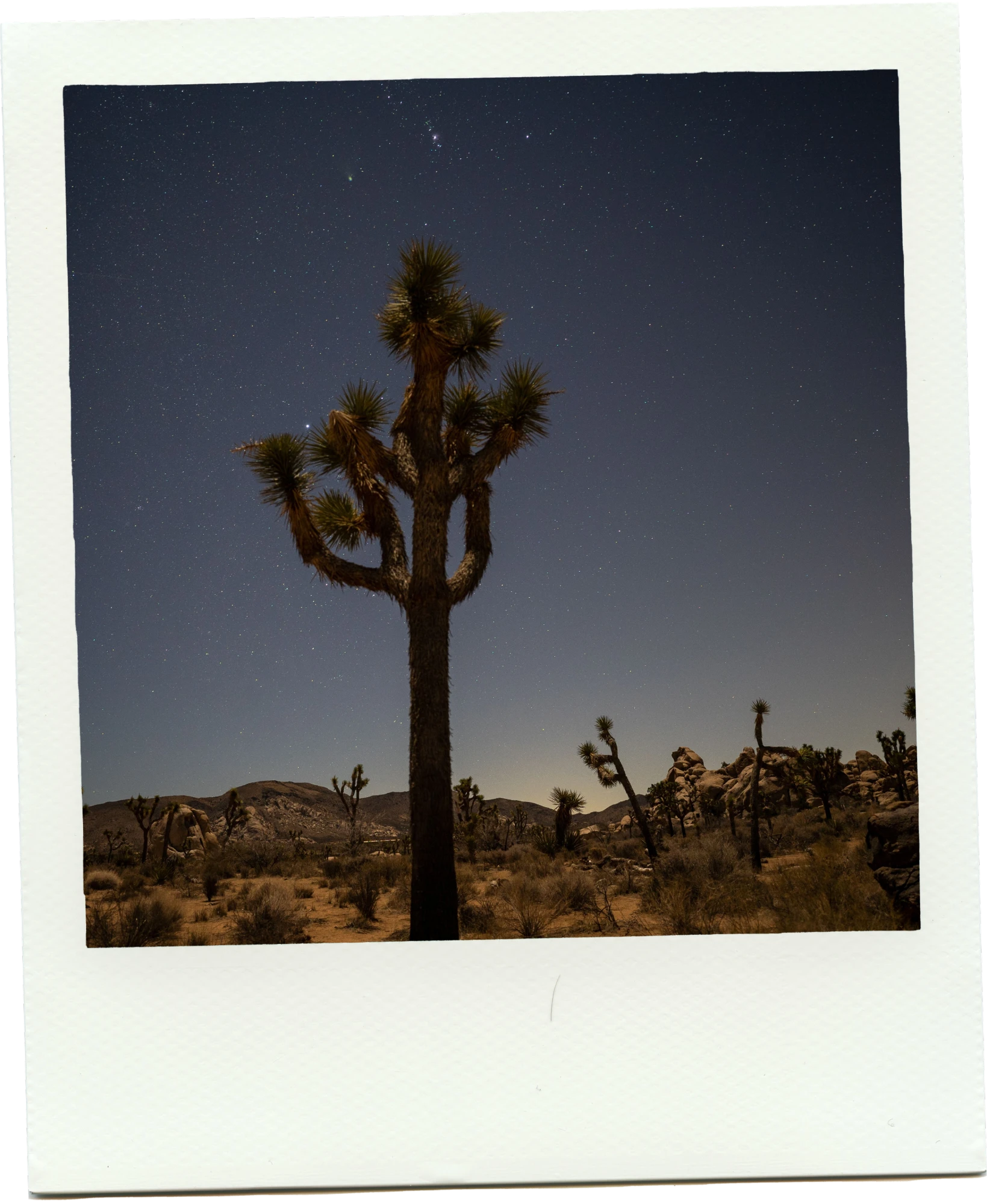 A Joshua tree under a starry night sky