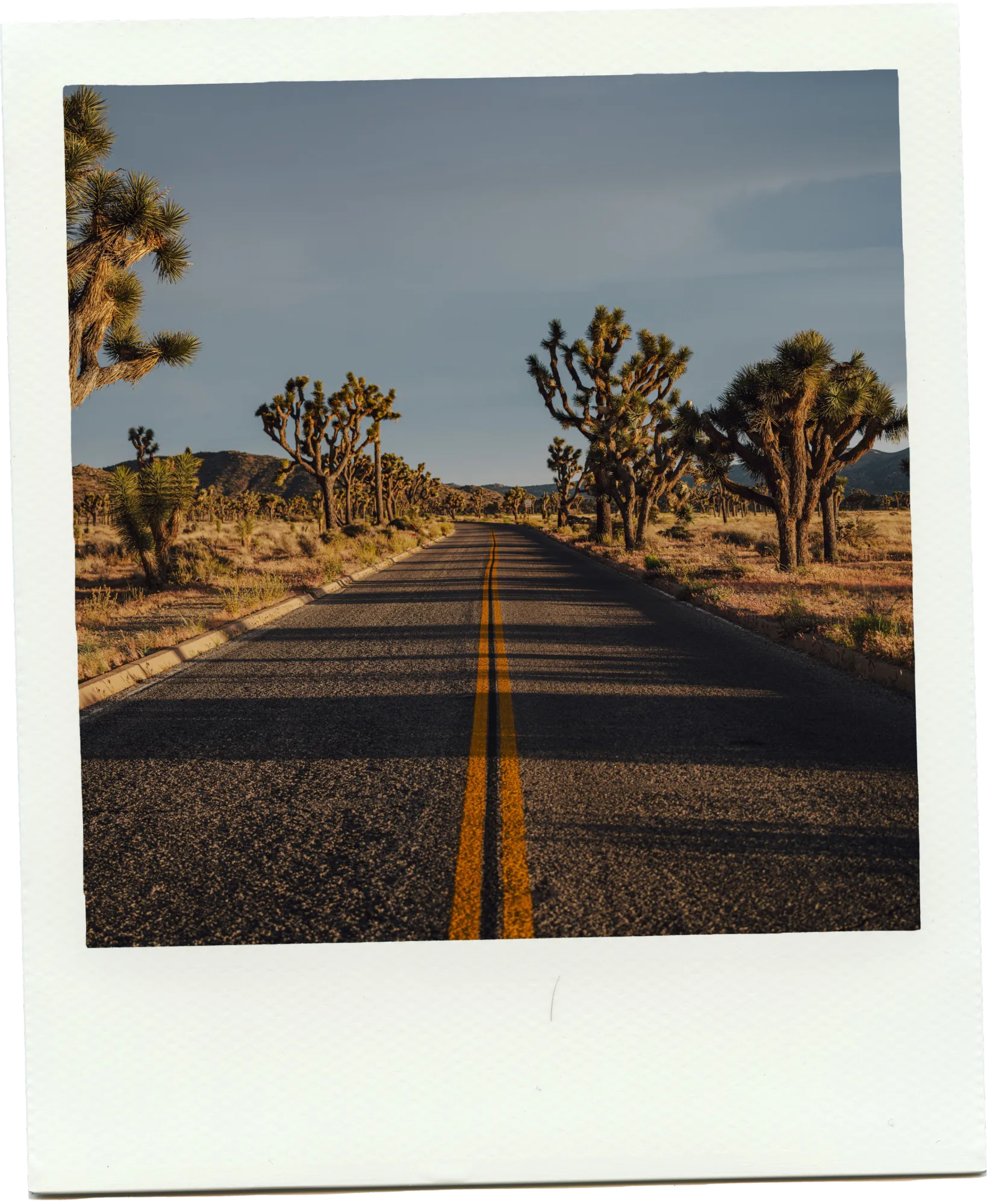 A desert road through Joshua Tree National Park