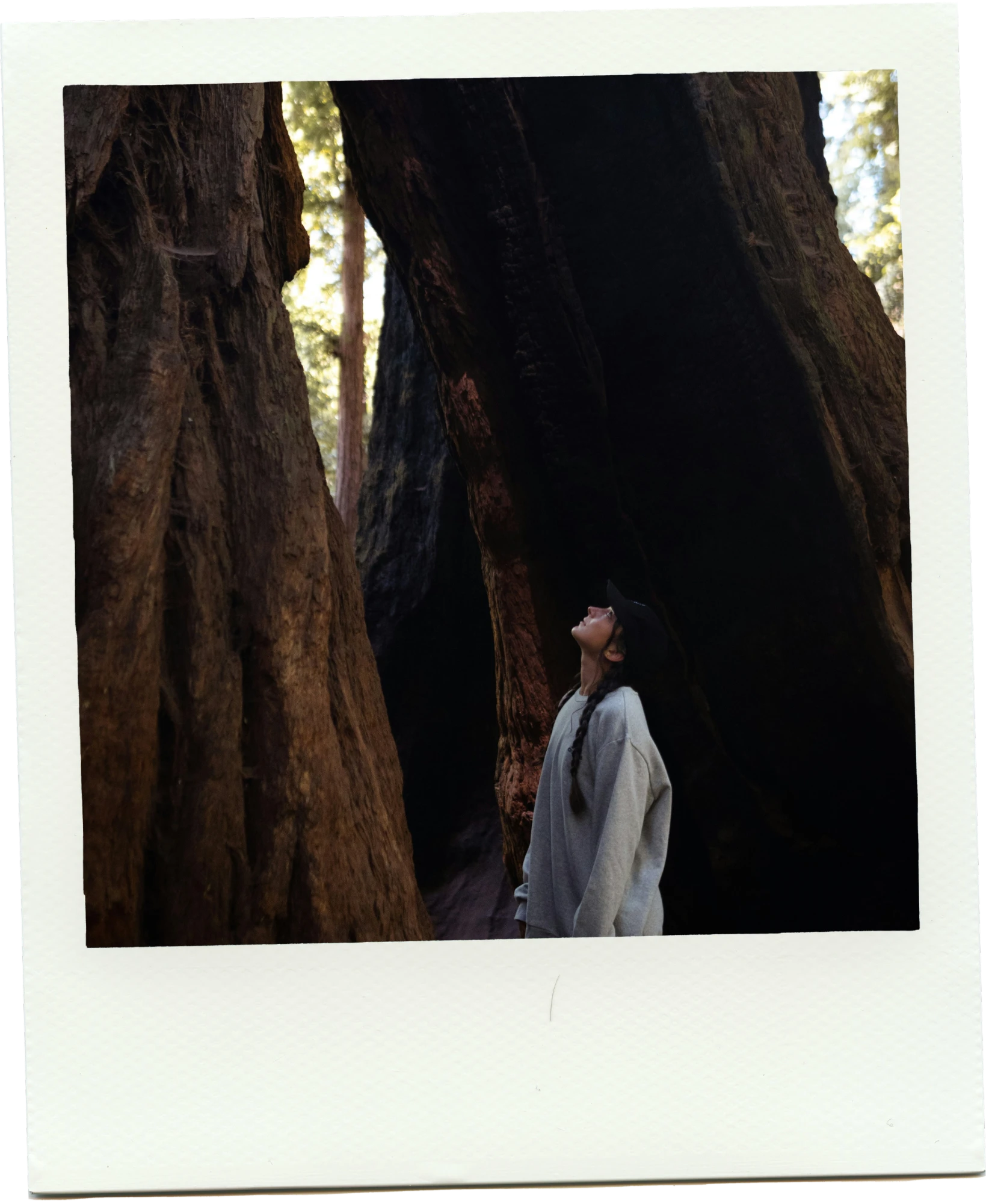A traveler looking up at giant sequoia trunks