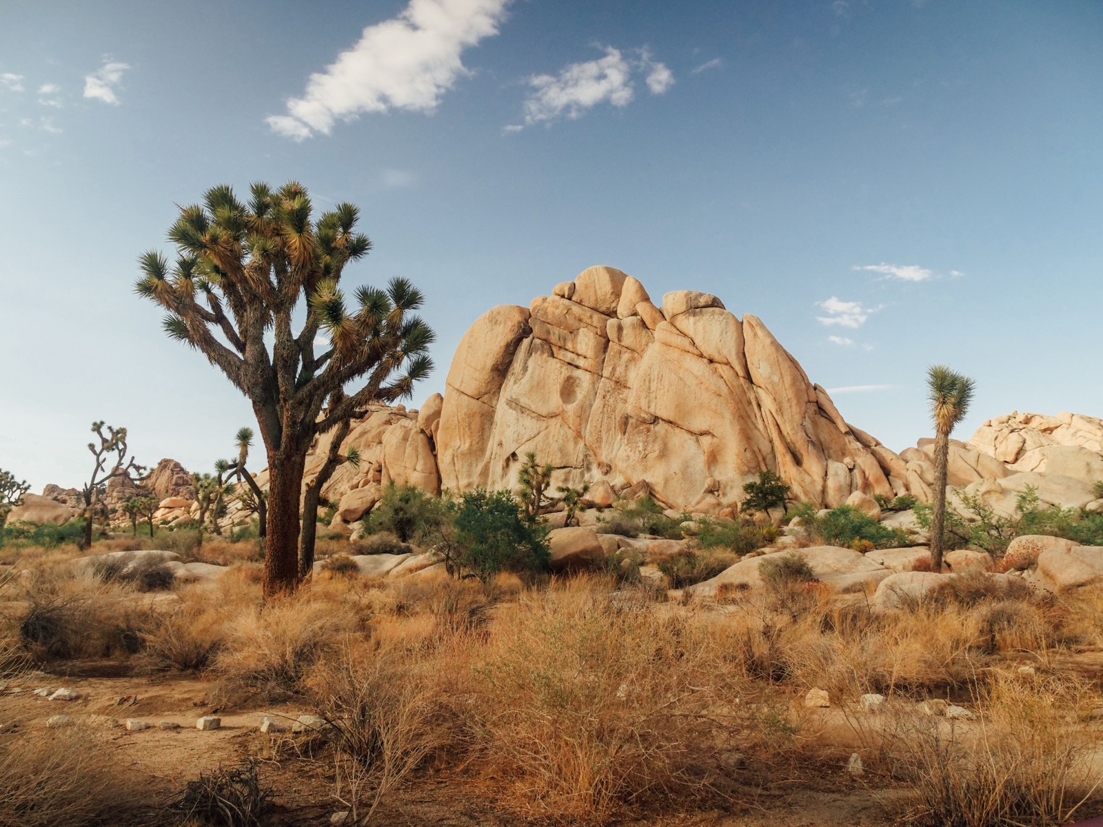 Joshua Tree National Park