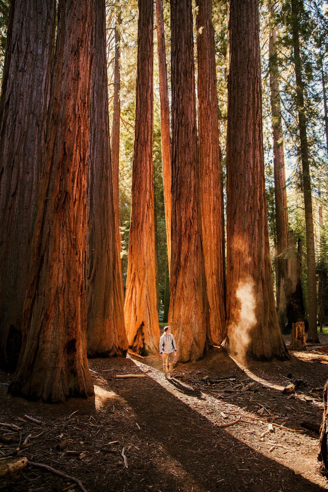 Giant sequoias in Sequoia National Park